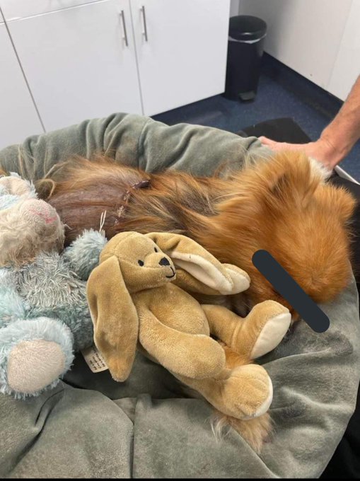 Here is their Pomeranian lifeless on MATHEW MORGANS table at the vets! He stood and watched this dog