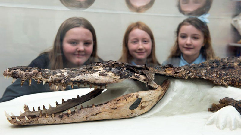 Crocodile found under Rhondda school floorboards on display bbc.in/3FIz8g0