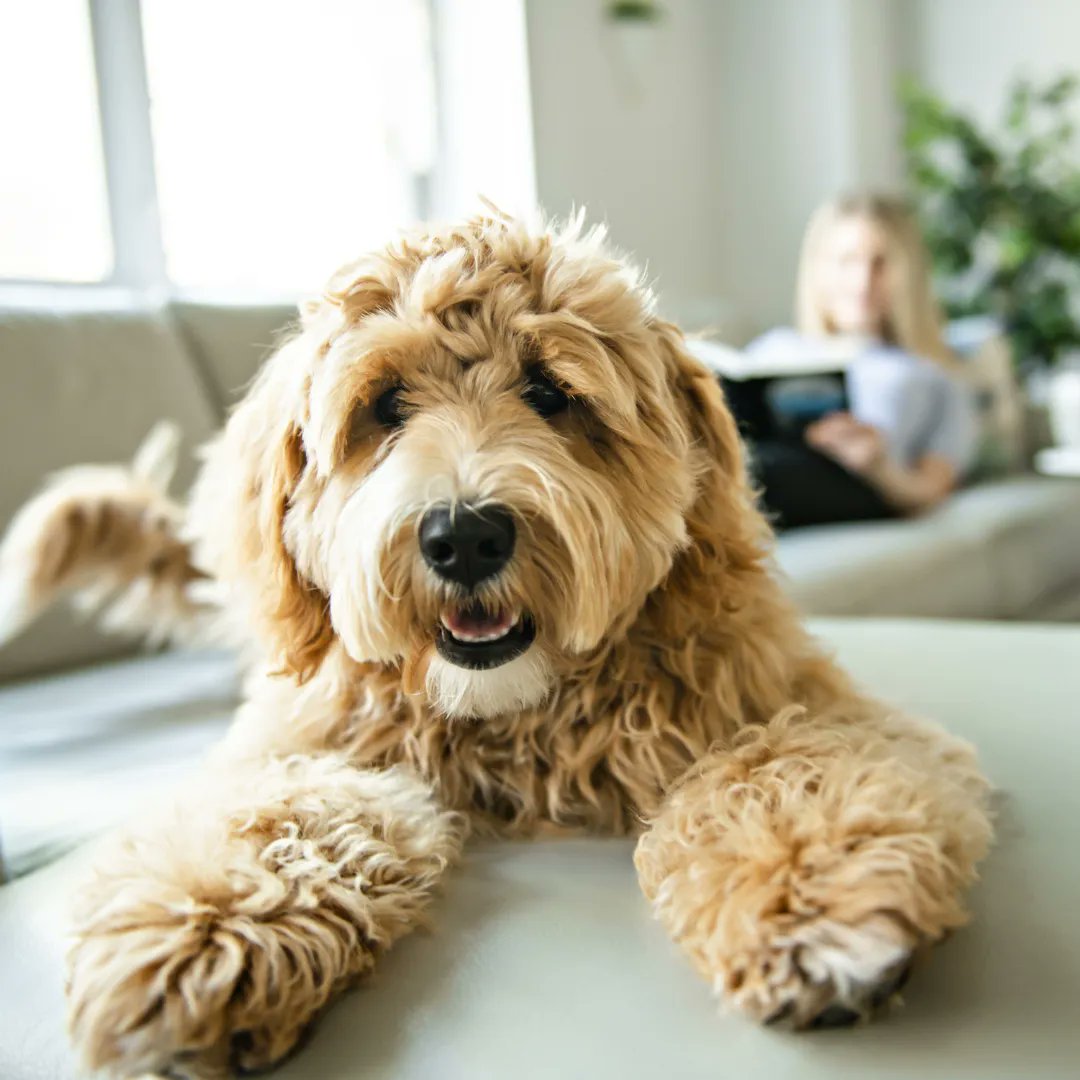Urine Off Pet Products tweet media