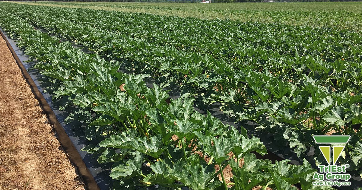 TriEst_Ag's tweet photo. The health of the soil that your crops are planted in has one of the most influential impacts on the quality of the crop you harvest. Contact TriEst today to learn what we can do for your soil's health this year. #HealthyFields #HealthyYields https://t.co/EJG1LqXeqz