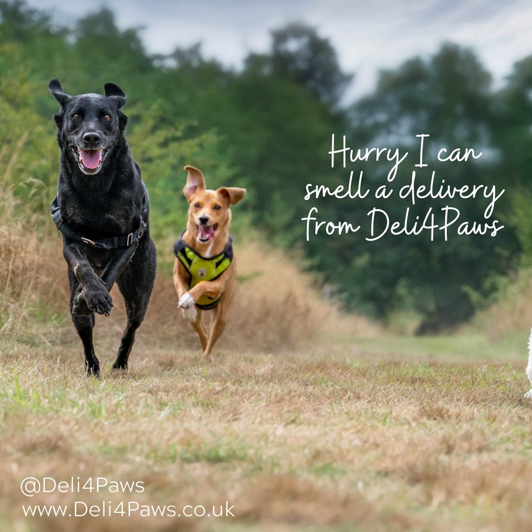 Monday’s are loved by our customers dogs &amp; cats, first delivery day of the week ~ that puts a spring in their paws 😉

Visit Deli4Paws.co.uk to view our full range of cat and dog treats.

Happiness in a box!

#Deli4Paws #Smallbizuk