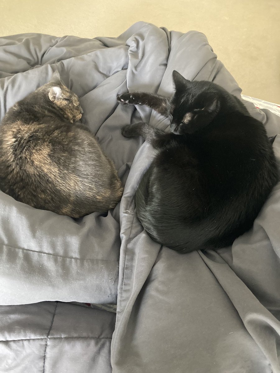 BarnimChrisUPI's tweet photo. I accept the #BettyWhiteChallenge and officially donated to @HumaneSocietyLM. Donate to your local Humane Society in honour of Betty White’s 100th Birthday. https://t.co/JUOg1SKGw7
