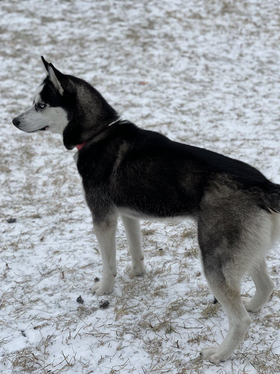 MaryMichelleAmb's tweet photo. @Kentuckyweather doesn’t take much snow to please my two and the Husky! We are in Bedford, KY https://t.co/oTN2GEH7EY