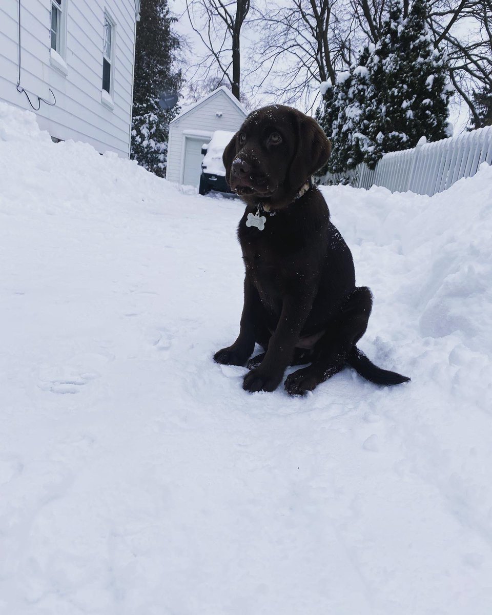 carleywhitney's tweet image. TAMMY🤎
#IAmHer #lablyfe #DogMom