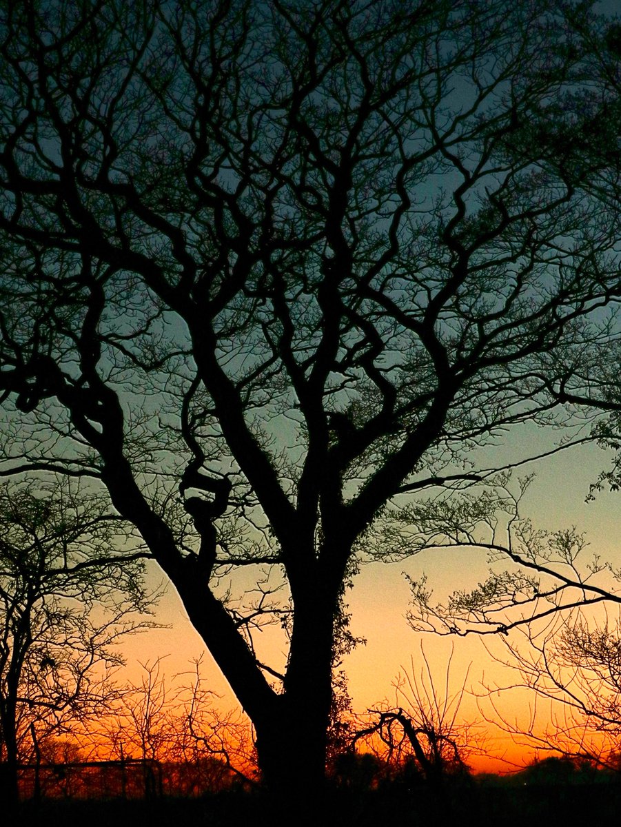 lanmijo's tweet photo. Oak tree at sunset this evening #TreeClub #yorkshire #365DaysWild #NaturePhotography #Tree https://t.co/AfcgR4sp7J