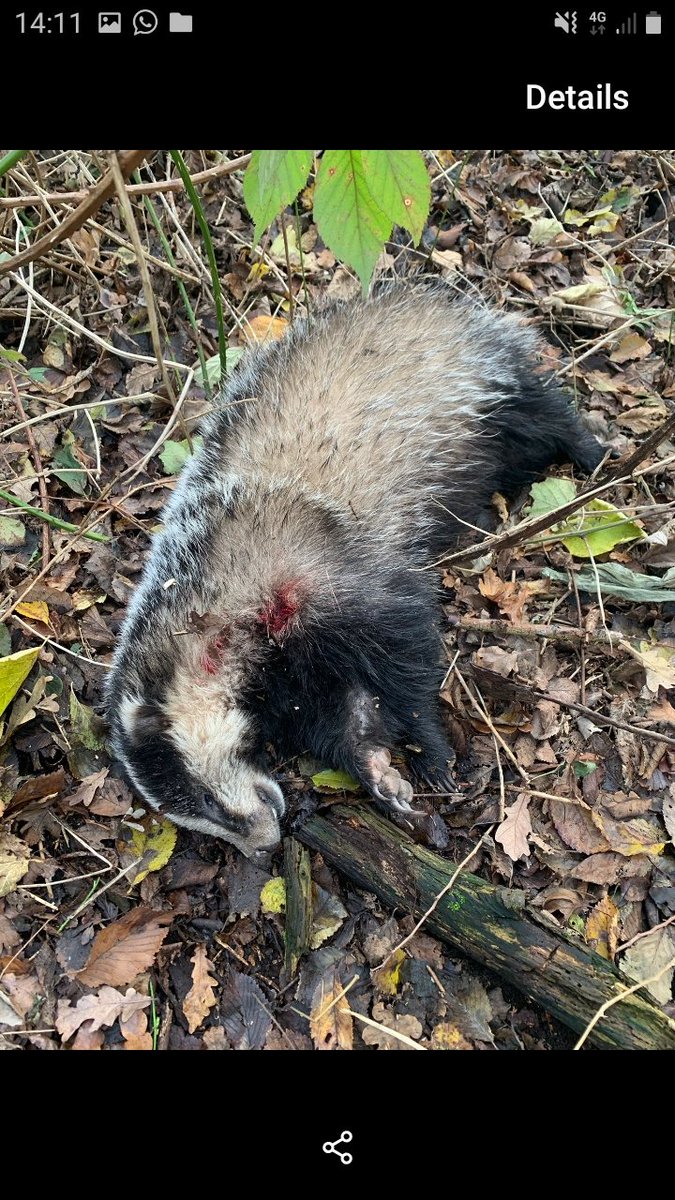 NatuurtoezichtG's tweet photo. Afgelopen maand op de Veluwe onder verdachte omstandigheden een dode das aangetroffen. Na onderzoek werd ons vermoeden bevestigd, de das was illegaal geschoten.
Zo blijkt maar weer dat extra toezicht in het buitengebied hard nodig is! https://t.co/Iso5hRbX5g