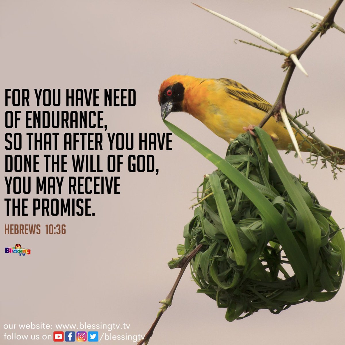 aaseervatham_tv's tweet photo. Indraya Manna | January 18
For you have need of endurance, so that after you have done the will of God, you may receive the promise.
Hebrews 10:36
#BlessingTV #AllenPaul #SophiyaAllenPaul #AaseervathamTV #BlessingChurch https://t.co/LPVyYMn5ua