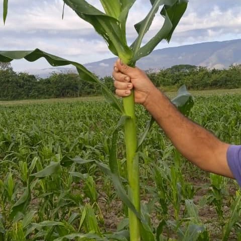 Semiyaofficial's tweet photo. Importancia de detectar plantas fuera de tipo. ‼️

Las plantas fuera de tipo representan contaminación del campo sembrado, es decir, son semillas de otras variedades, híbridos, que al ser manipulados en el proceso de preparación de los sacos de semilla en las empresas, (+) https://t.co/s0eWE4c5b0