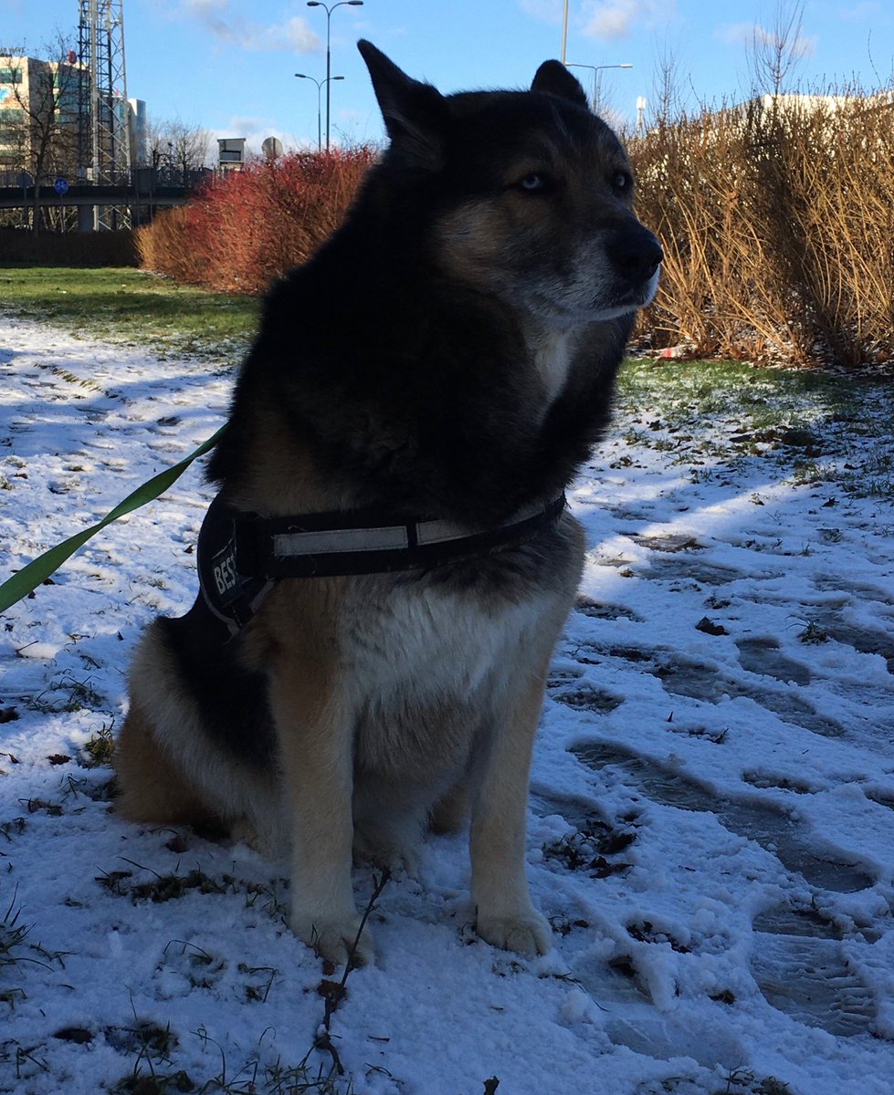 zabunia's tweet photo. The sun always sunshine after the rain. The morning wind had passed and now the beautiful sunshine came out #dogs #Wheather_Update https://t.co/zQNvjIgC9J