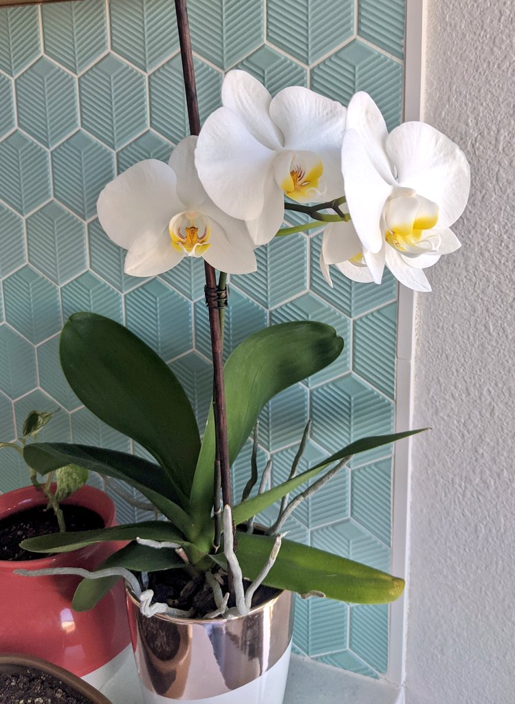 CallMeCaution's tweet photo. A lil glow up post for my orchid 🥰 https://t.co/YCMUroDevd