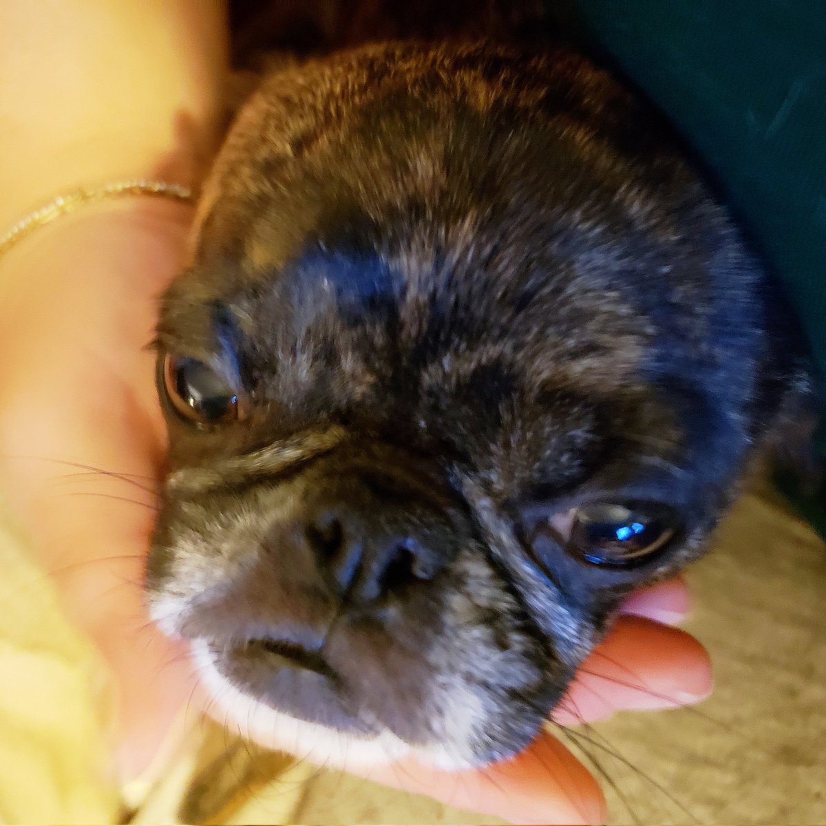 funaek's tweet photo. Sometimes even tiny heads need a little rest. #monkadoodledoo #tinyhead https://t.co/9QpiHUTEmR