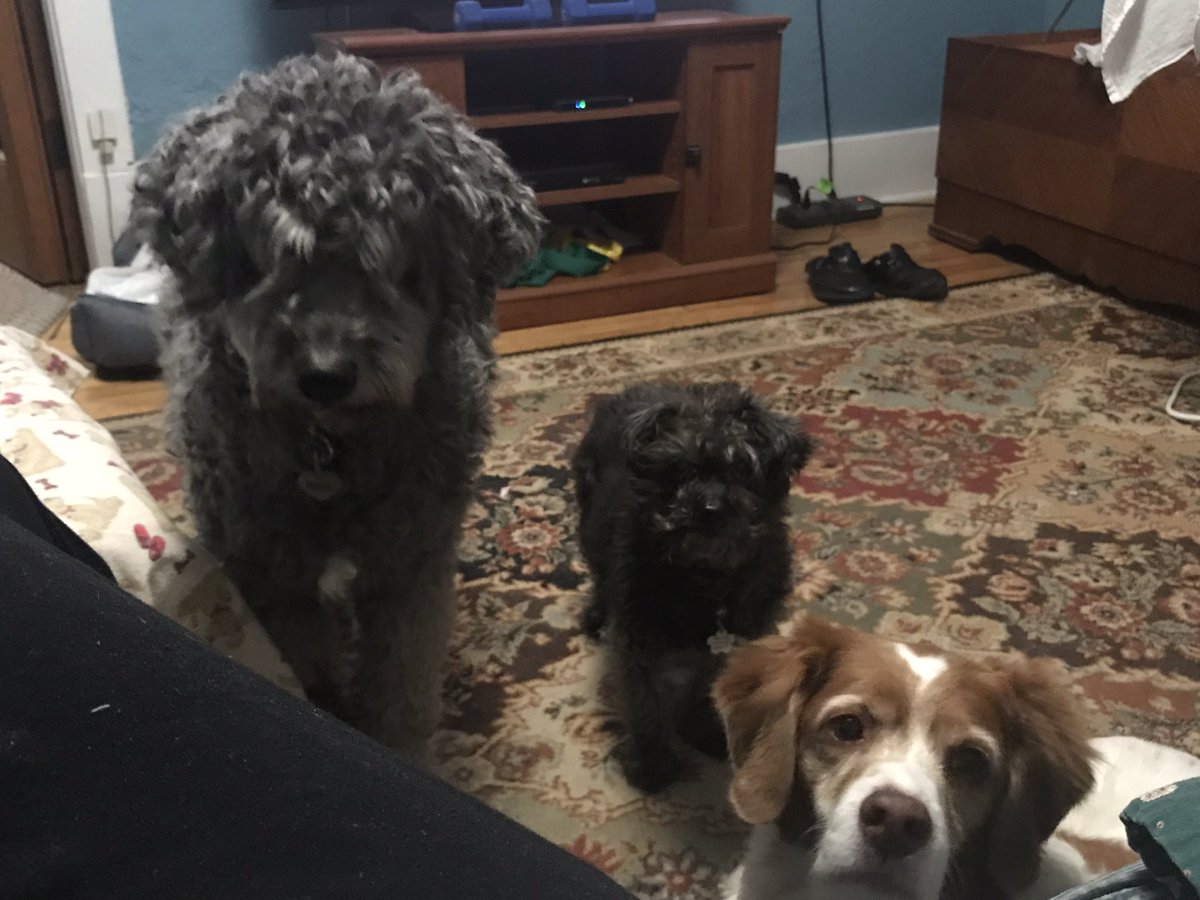 mduceyOWH's tweet photo. You would never know they have already had dinner. #dinner #dinnerforfour #dinnertime #dogs #dogsoftwitter https://t.co/WF2wzx3lmh