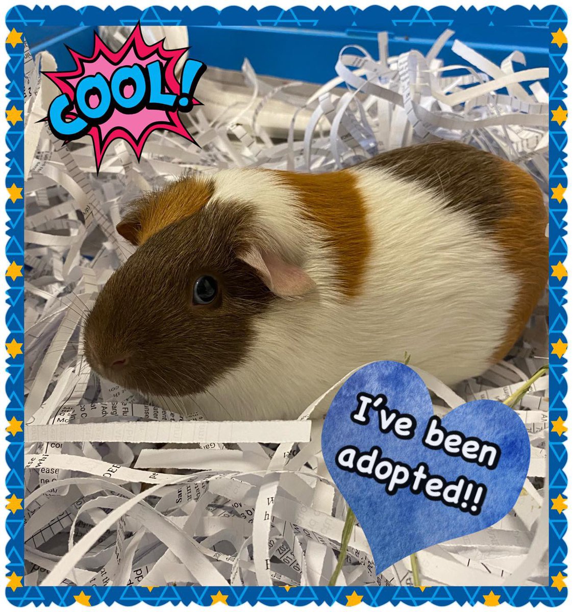 SCFA16's tweet image. Happy Adoption News! After several months of waiting, Patches the guinea pig finally found her forever home! #AdoptDontShop #happydays #guineapig