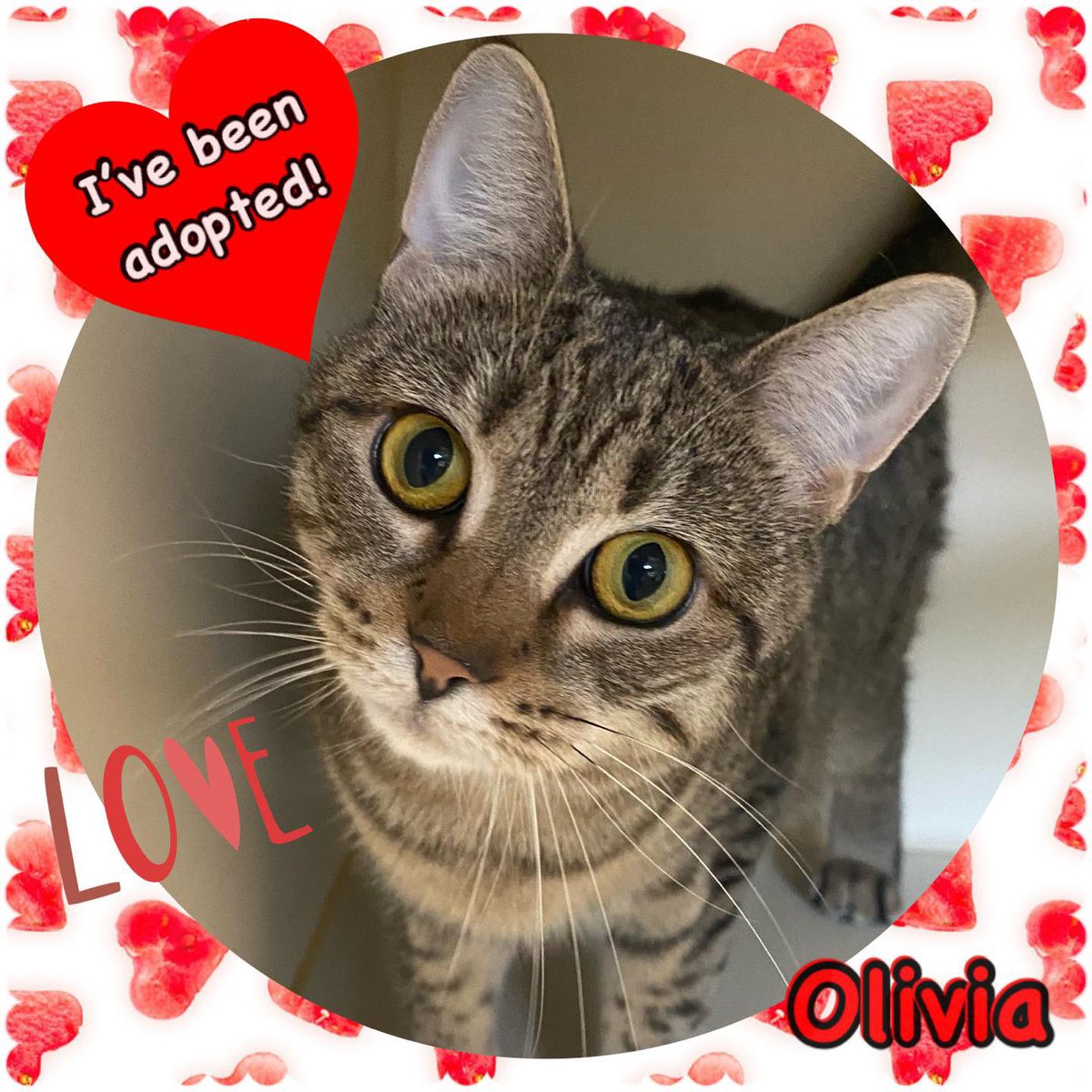 SCFA16's tweet image. Lots of great adoptions have been happening…stay turned for even more happy announcements! #cats #AdoptDontBuy #CatsOfTwitter #sweet #love