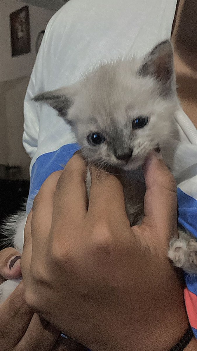 Jakepaintt's tweet photo. moots me ajudem a escolher um nome pra minha gatinha 😁 https://t.co/ynN2n8BlwN