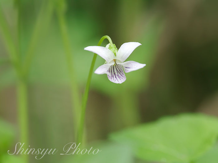 Shinsyu Photo ツボスミレ 長野県美ヶ原登山道 過去の画像です 坪菫はスミレ科スミレ属の多年草です この名前 の坪は庭のことで 庭に咲く菫という意味です 別名は如意菫 ニョイスミレ で 僧侶が持つ如意棒の先に付いた装飾に似ている事から名付け