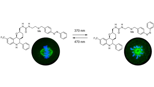 Optical Control of Mitosis with a Photoswitchable Eg5 Inhibitor (Trauner) <a href="/nyuniversity/">New York University</a> <a href="/GennerichLab/">Gennerich Lab</a> <a href="/HessLabColumbia/">Hess Lab</a> <a href="/NYULH_Neuro/">Neuroscience at NYU Langone Health</a> <a href="/DirkTrauner/">Dirk H. Trauner</a> onlinelibrary.wiley.com/doi/10.1002/an…