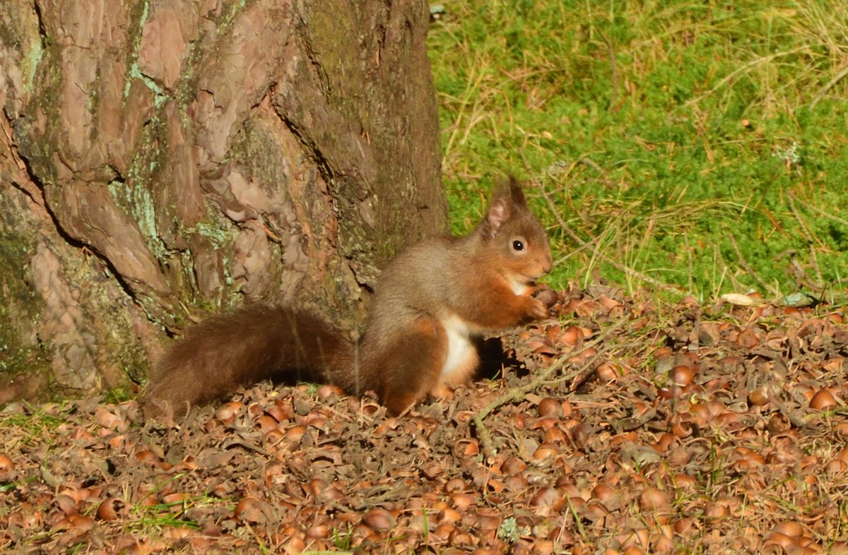 Earlier today I fed our squirrels on delicious <a href="/RoughwayFarm/">Roughway Farm</a> Kent Cobnuts, and then I fed Fin, and now herself is about to feed me, so I'll close down, but here's one of the squirrels!