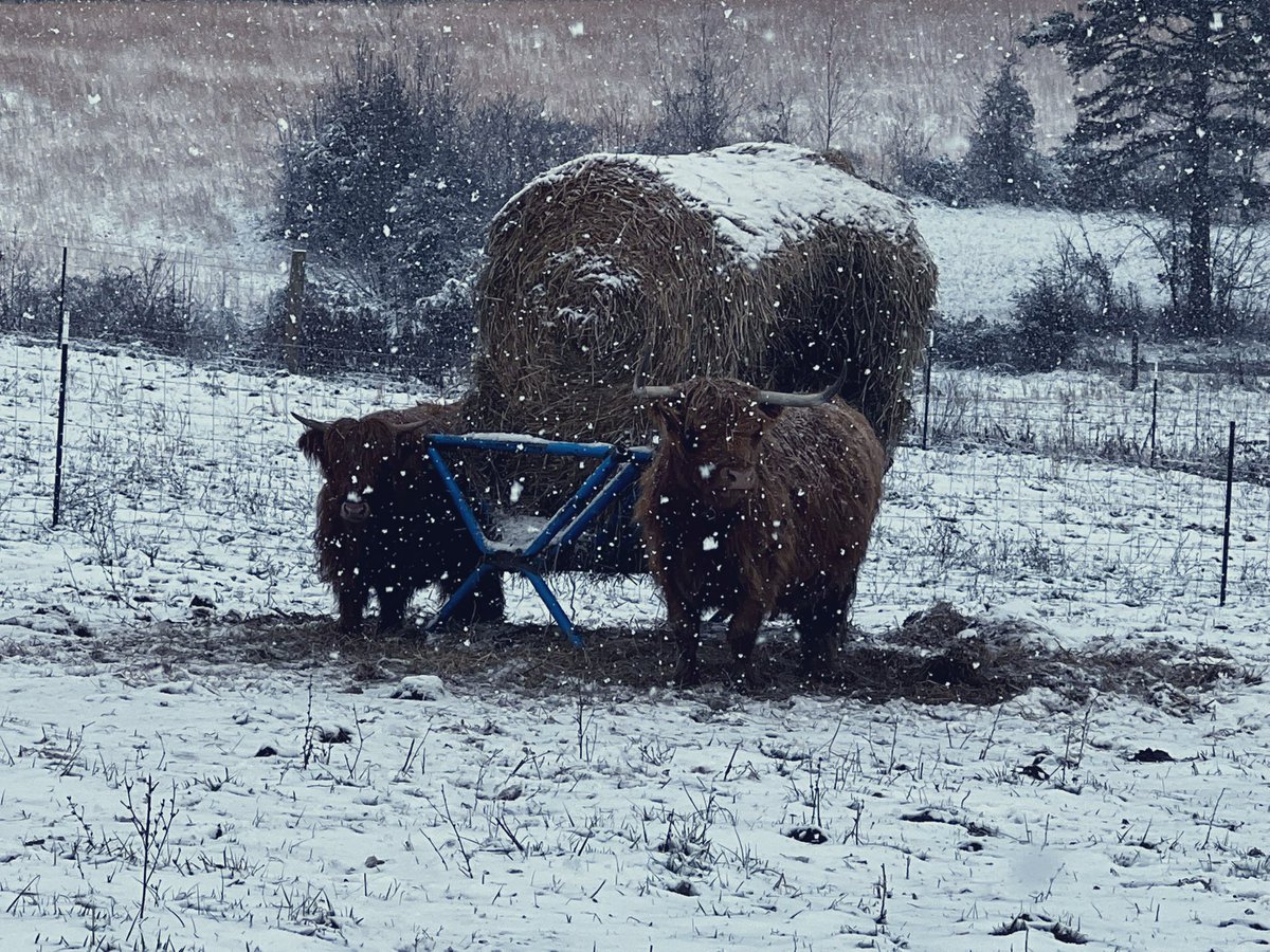 StenaMeadows's tweet photo. The coos absolutely love a snow day! #highlandcows #snowday #fluffycows #lifewithladymay https://t.co/z23jytWhs3