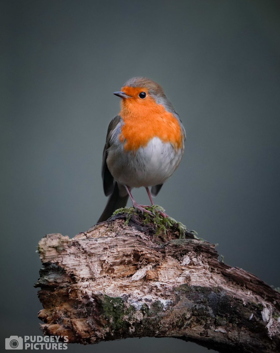 PudgeysPictures's tweet photo. Simple portrait of a robin from #BrandonMarsh @WKWT #brandonmarshsightings https://t.co/zf8N8H9XKG