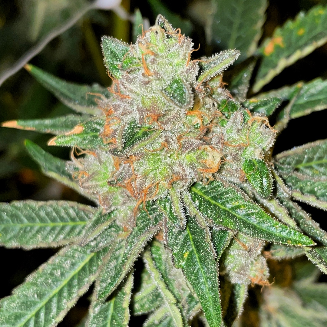 What’s for breakfast this morning? We’re having #AppleFritter 😜. #LeagleLife