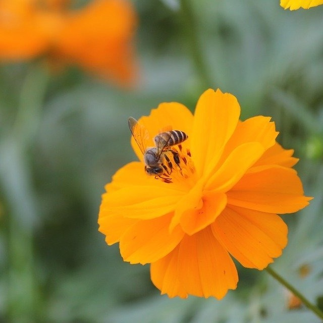 hempathyliving's tweet photo. #Bees are vital to a healthy #environment and healthy economy...and they're also fascinating little guys. But what makes them so special?

Bees are perfectly adapted to #pollinate, helping plants grow, breed and produce food. They do so by transferring pollen between flowering pl https://t.co/gmsuJPjVEJ