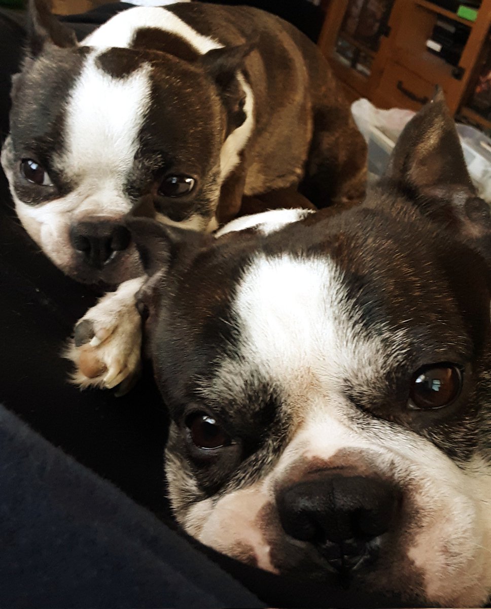 qwertyboy75's tweet photo. Feels good to be king...๐คด
My loyal subjects keep me nice and warm. Lol.
#bostonterrier #bostiebros #snuggledogs #keepwarm https://t.co/sL2cTKDUxY
