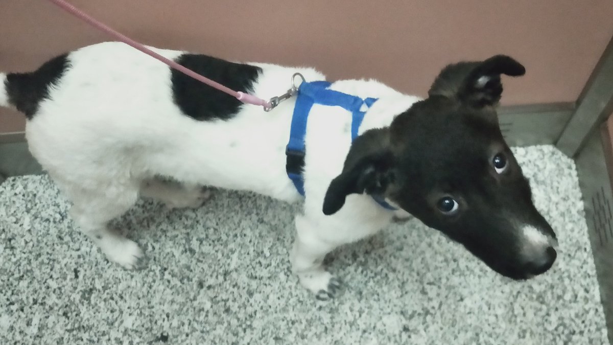 NuevaVidaAdop's tweet photo. #Madrid 
MAGIA tierna cachorrita de 3,5meses ABANDONADA junto al resto de su camada,asi terminan las camadas indeseadas e irresponsables
NECESITA #AdopcionResponsable para TODA la vida
De adulta tendrá tamaño 1/2
#cachorros #adoptanocompres #adopcion
📩facenuevavida@gmail.com https://t.co/nqatUEdC6j