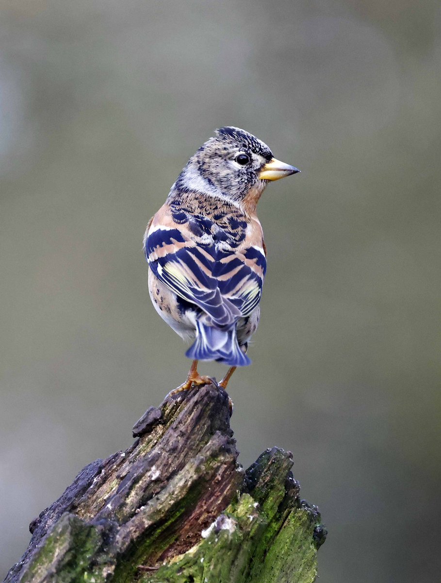 Brambling at the weekend. Near Congleton.