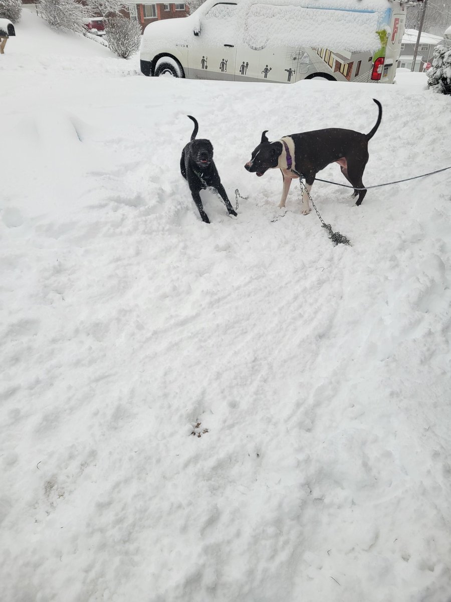 ShadowFlame5915's tweet photo. @laurDIY I promise they aren't fighting, they were barking at each other while playing and jumping on each other. https://t.co/C5rrO3wZuT
