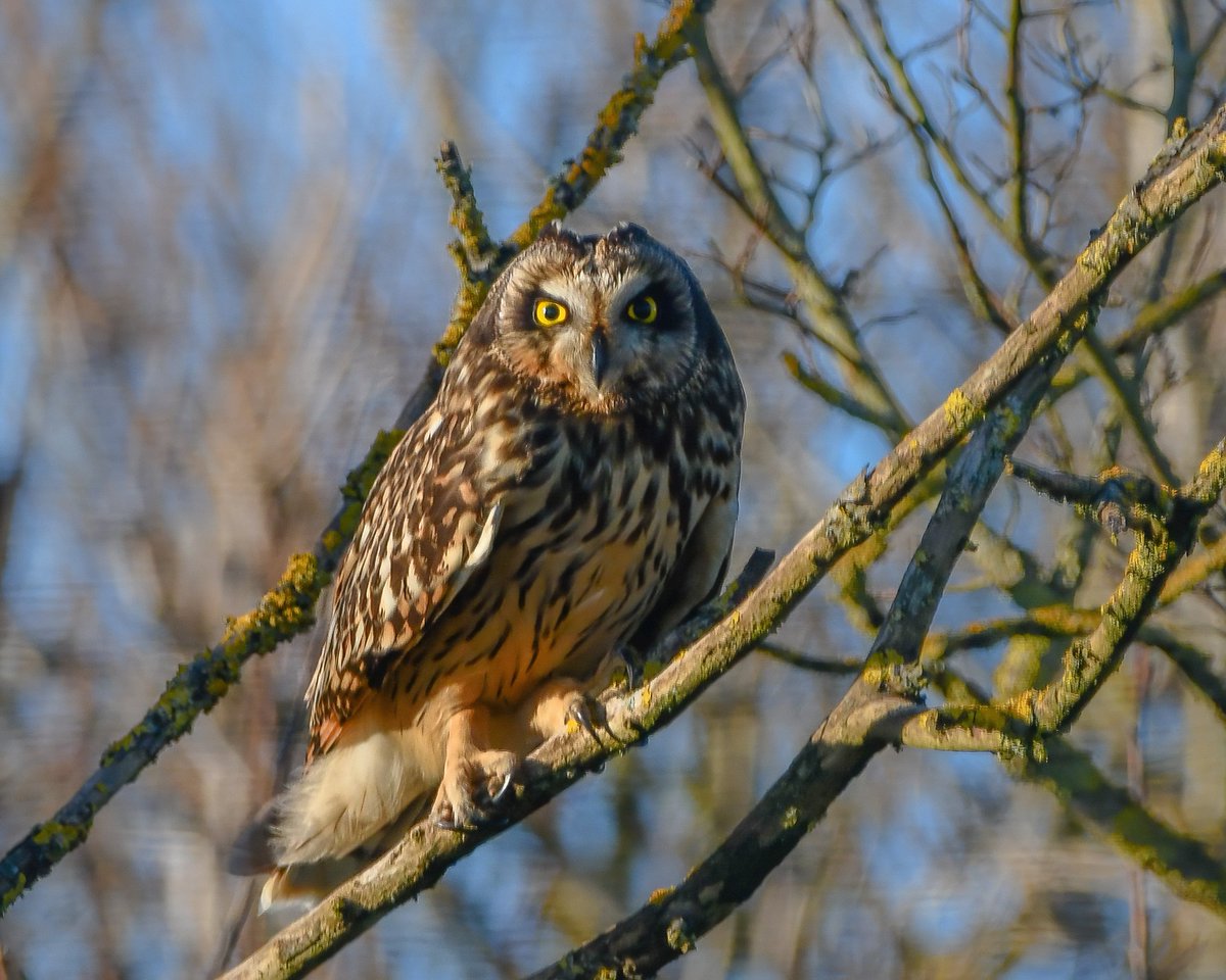 CactusFrankS's tweet photo. Highlights of another 'photo shoot' with Shortie...
#glambirds #owls #BBCWildlifePOTD #TwitterNatureCommunity #birdwatching #birdphotography @Britnatureguide @Natures_Voice https://t.co/qWR1Cc2x55