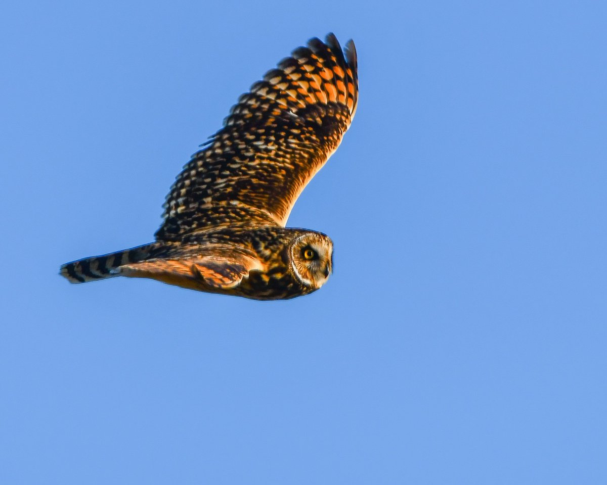 CactusFrankS's tweet photo. Highlights of another 'photo shoot' with Shortie...
#glambirds #owls #BBCWildlifePOTD #TwitterNatureCommunity #birdwatching #birdphotography @Britnatureguide @Natures_Voice https://t.co/qWR1Cc2x55