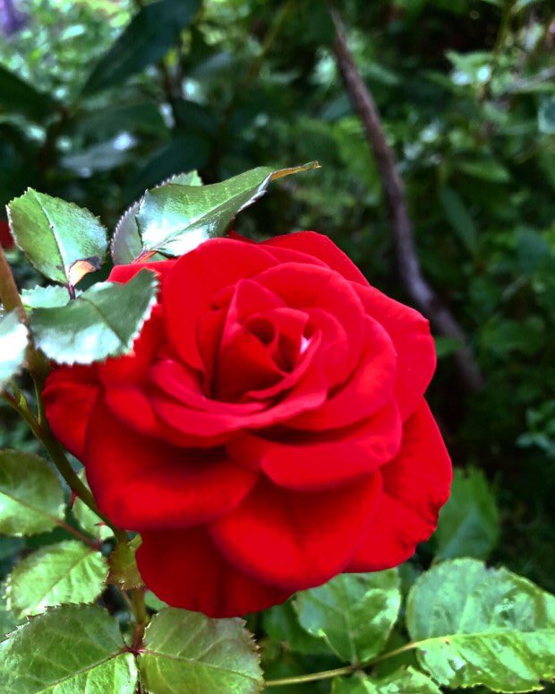 VISIONYLS's tweet image. 