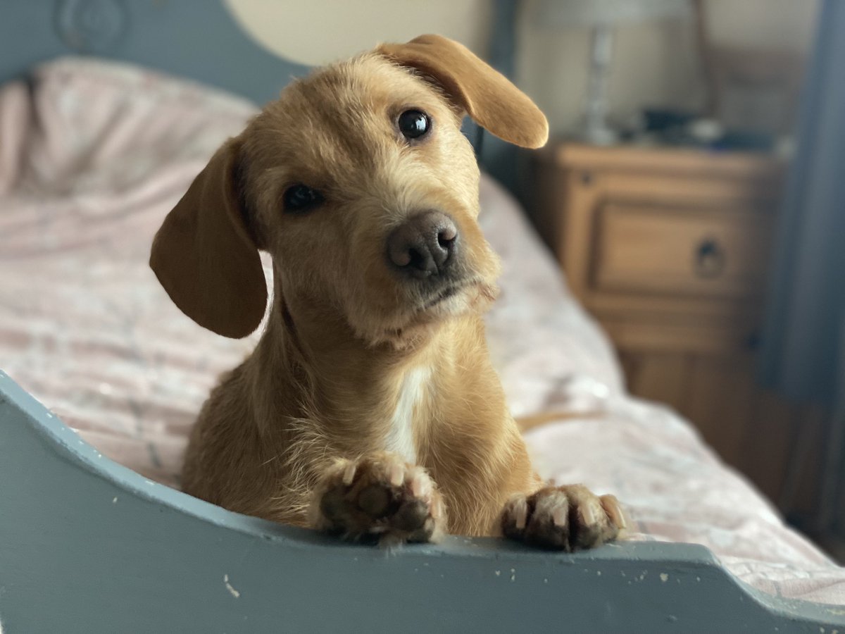 JDVoiceover's tweet image. My little floof is everything! Dogs are too good for us but I try my best to make her life as perfect and beautiful as she is! #puppylove #dogs #bean