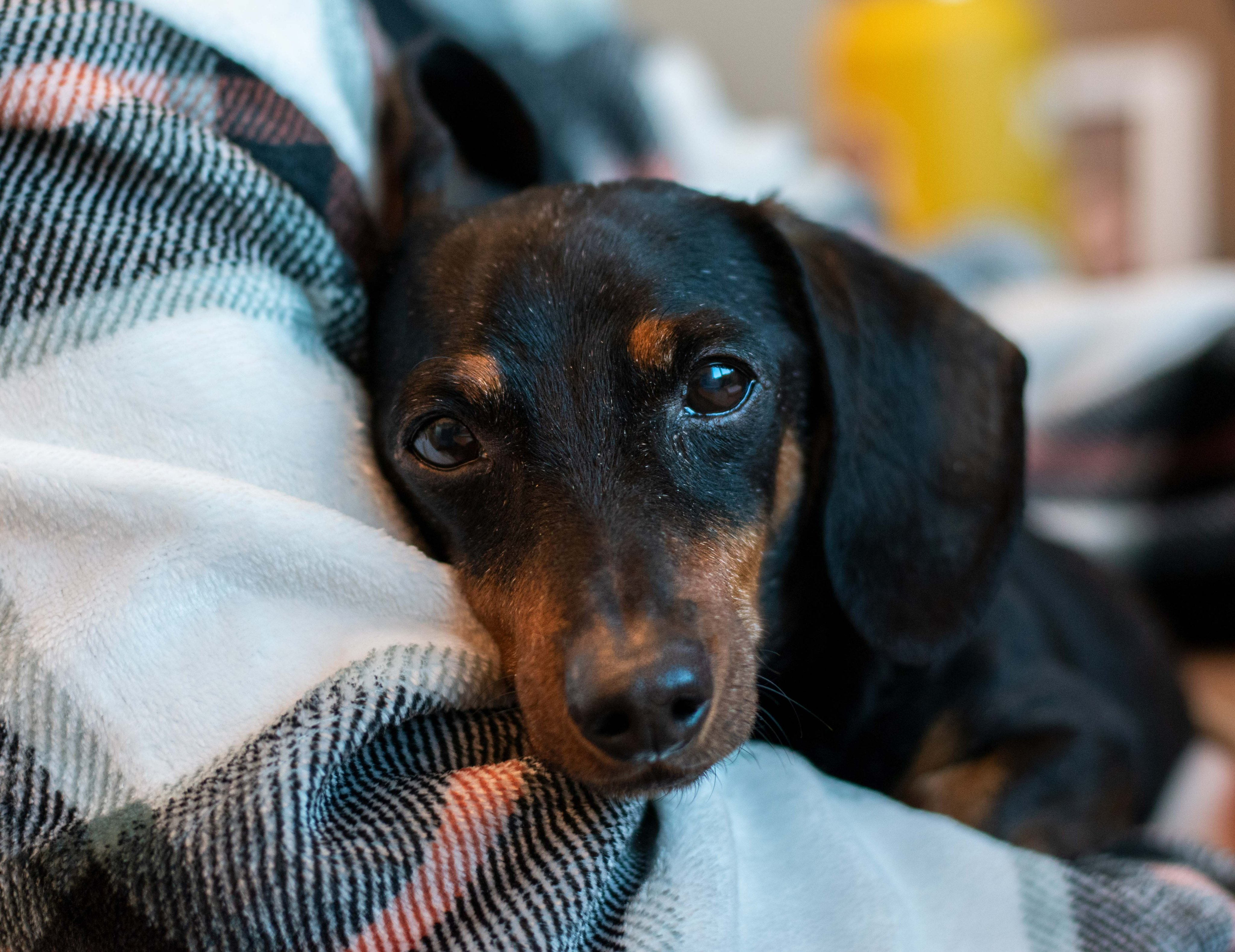 Foothills Animal Shelter Fashelter Twitter
