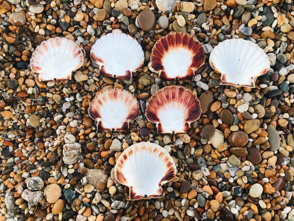 michellerybob's tweet photo. The beach was covered in scallop shells last week. I can’t help but arrange them! #smallbeautieshour #positioningschema https://t.co/rnRG2PYdqC
