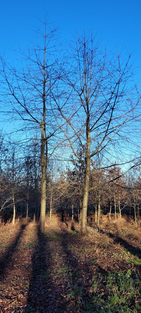 graspatree's tweet photo. The two cherries in the photo were planted at the same time as the oak trees behind ,an example of how  species grow at different speeds. If the cherry were spread across the whole site,their growth will dominate  slow growing species , shading species like oak out. #ForestryHour https://t.co/Ovkpr8iZi8