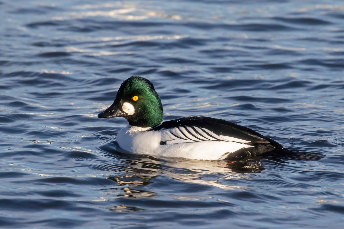 StStu2112's tweet photo. Some fantastic views of some Goldeneye to be had today. https://t.co/PydCjGfO2J