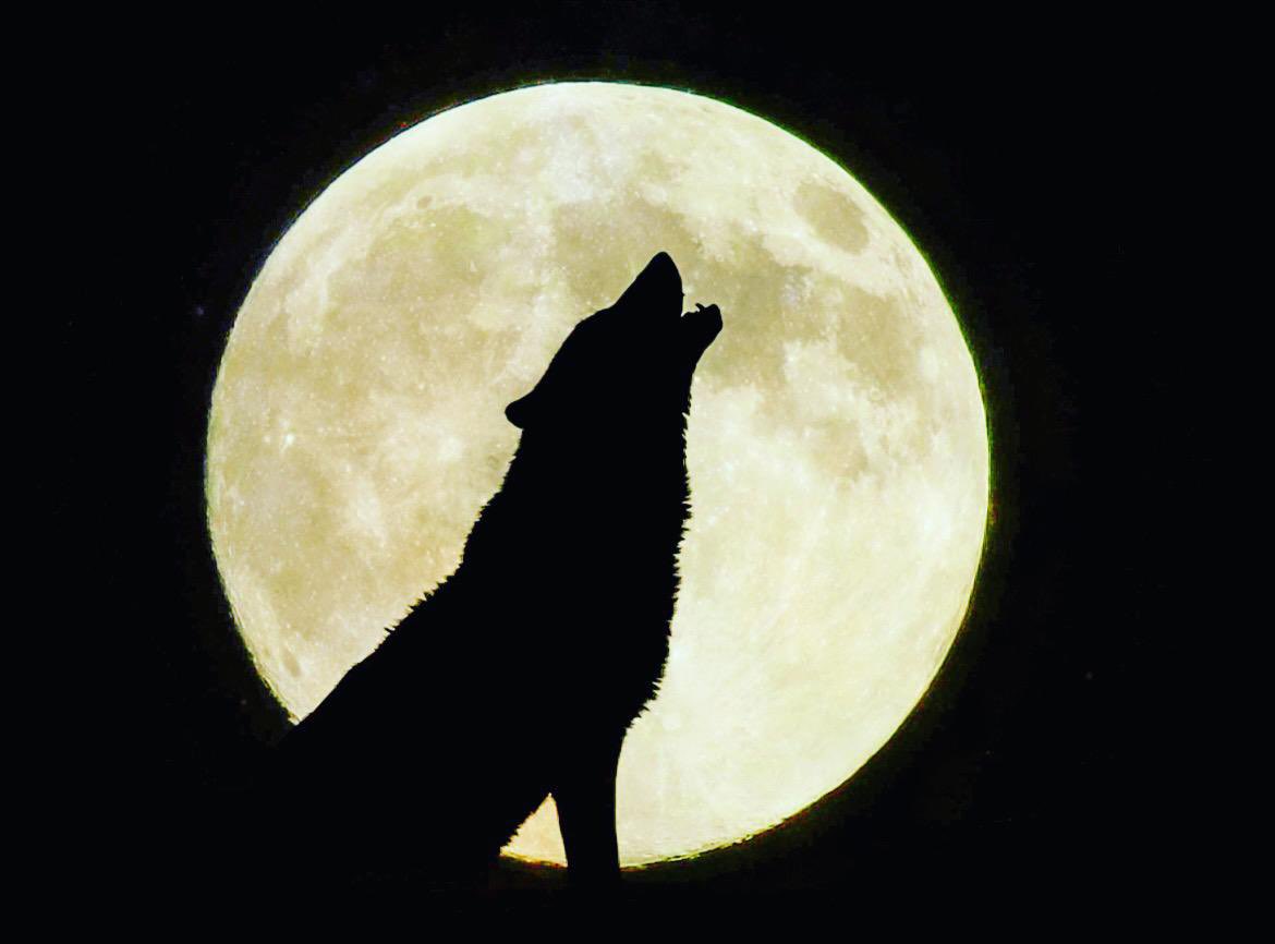 sneh_joshi's tweet photo. #fullmoon #wolfmoon #astrology #starsigns #horoscopes #werewolf #shewolf #wolf #crystals #healingcrystals #spirituality #crystalhealing #crystalhealer #mercury #venus #mercuryretrograde #venusretrograde #retrograde 

👇👇👇👇👇👇👇
https://t.co/Q4E7FuNEvc https://t.co/hhzxCX6VWs