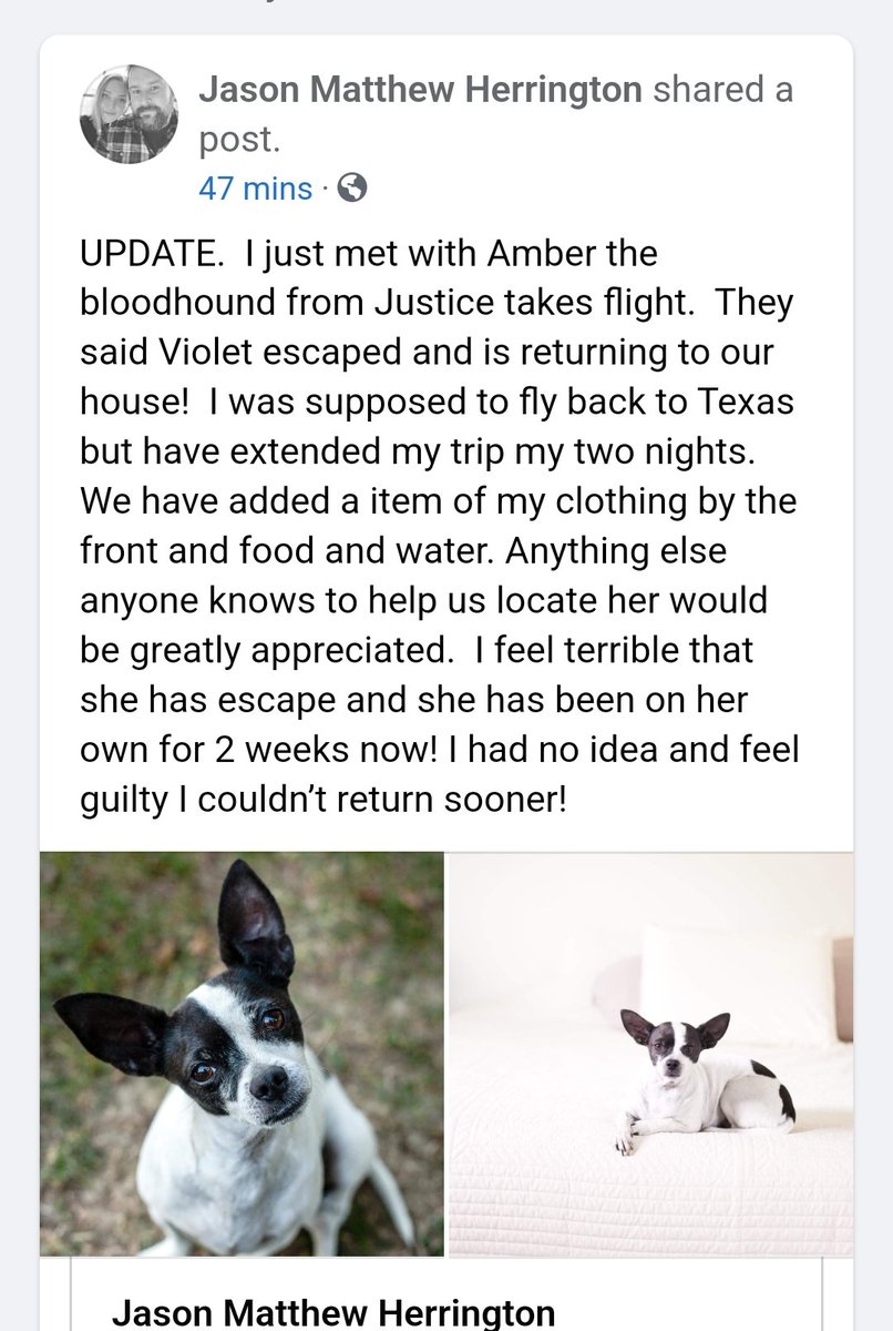 jbbuckles's tweet photo. #MarshallFire #Superior #Louisville #Boulder #Colorado #lostpetsbouldercounty 
UPDATE on Violet from FB group (see photo)! Spread the word!
 @AmyHwang03 @klr_reno @SarahWochele https://t.co/7hiZCLyhR8