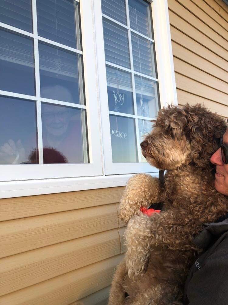 ronwearles's tweet photo. When our personal care homes are in lockdown, we use creative ways to visit our family members❤️ #windowvisit #Isolation #covid19nfld #labradoodle https://t.co/PNyHNqeWuk