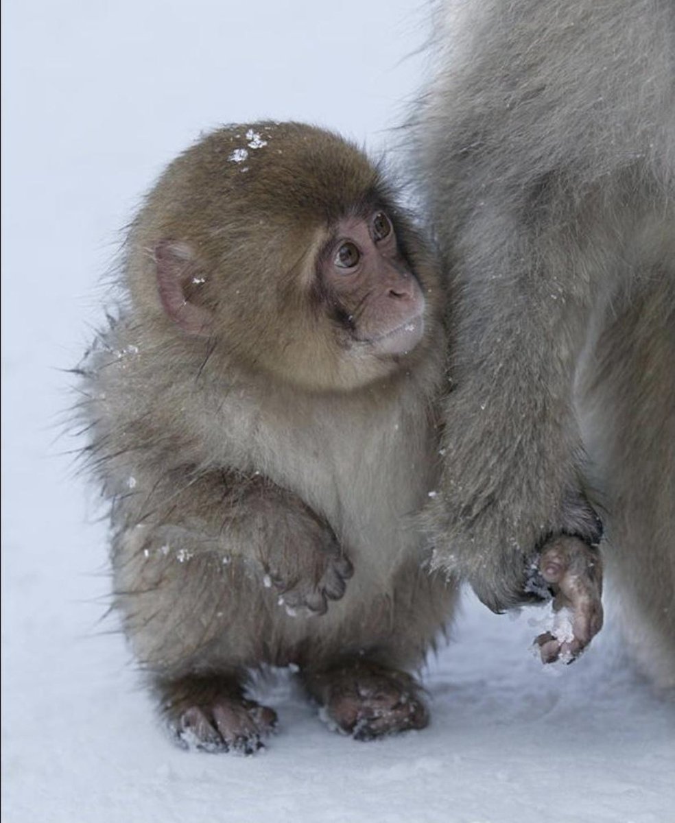 Primates tweet media