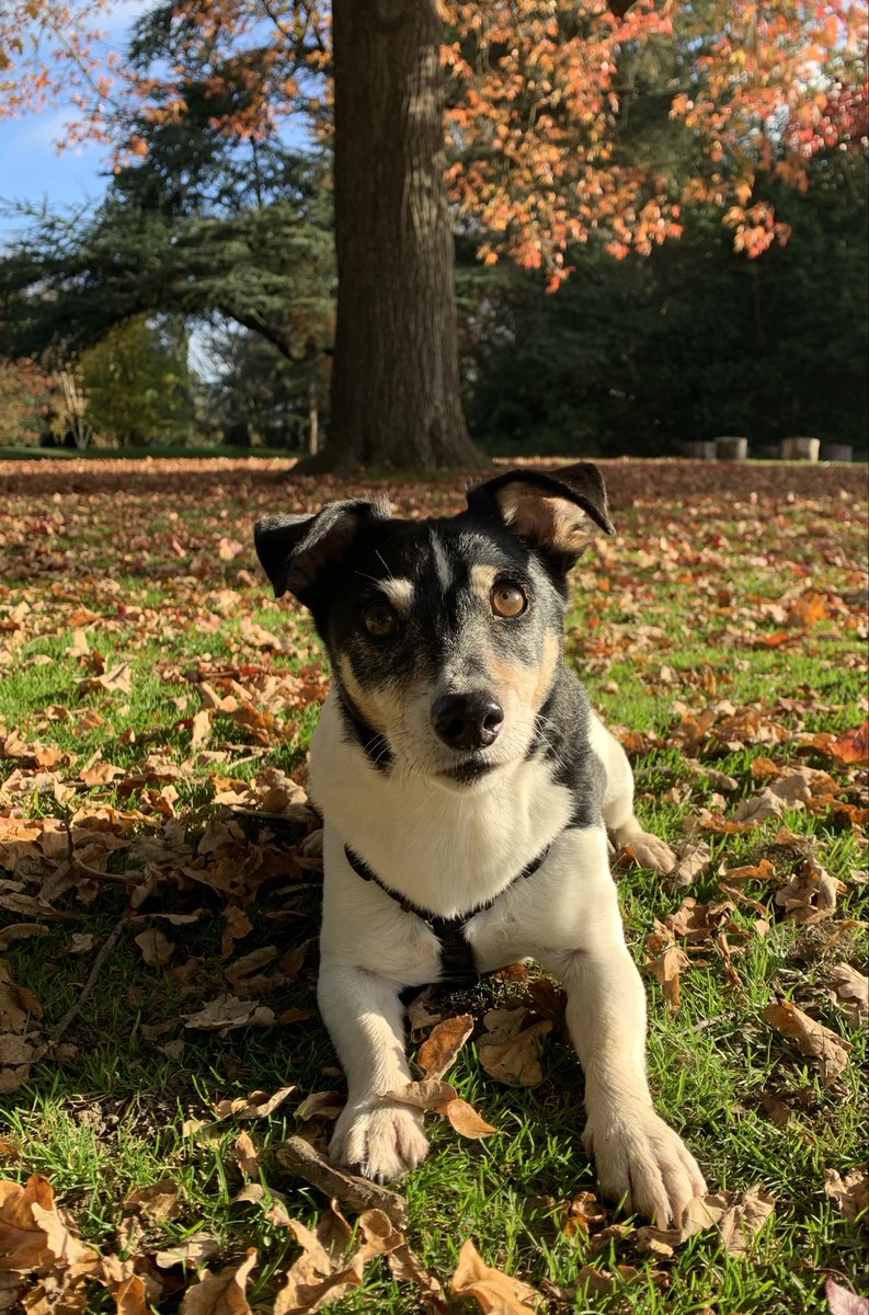 gifadog's tweet photo. Alright you want to see the original to compare I know... https://t.co/FBNimb9J7B