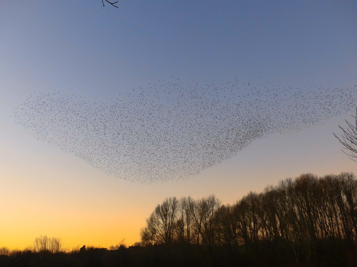 Robthebiologist's tweet photo. An amazing Starling murmuration  over @WildgooseRT tonight. At one point it even formed a bird shape!!! @WorcsBirding @BBCSpringwatch @ITVCentral @bbcmtd https://t.co/cyxJNNzILZ
