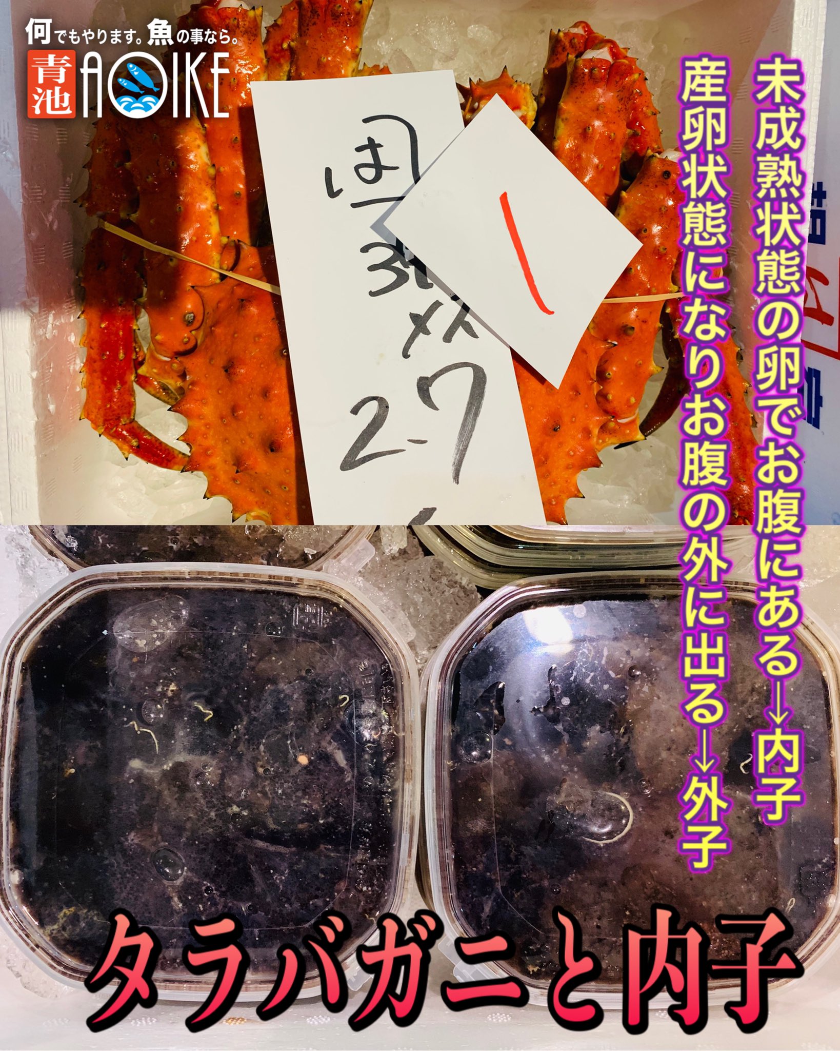 Aoike 青池水産株式会社 未成熟の卵の内子 タラバガニ 内子 外子 タラバガニのメス が多く入ってます そして内子も入っております お腹に入ってる未成熟の卵が内子 ここから成長してプチプチ食感の外子になるんですね ロシア産が多いのかな Aoike 青池水産株式会社 未成熟の卵の内子 タラバガニ 内子 外子 タラバガニのメス が多く入ってます そして内子も入っております お腹に入ってる未成熟の卵が内子 ここから成長してプチプチ食感の外子になるんですね ロシア産が多いのかな