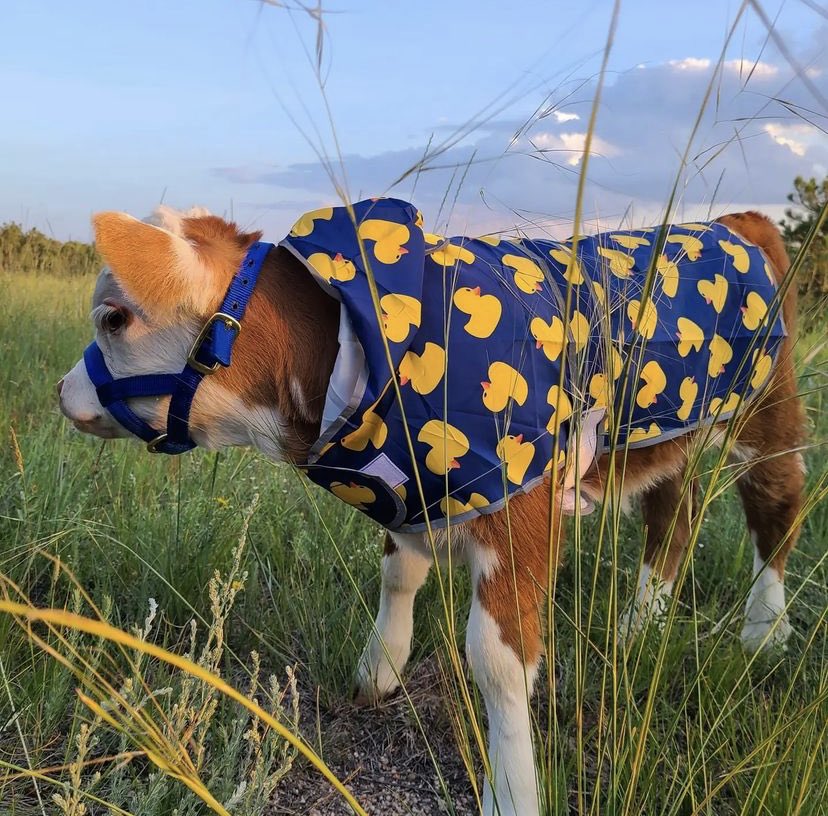 cowsjpg🐄 (@cowsjpg) on Twitter photo 