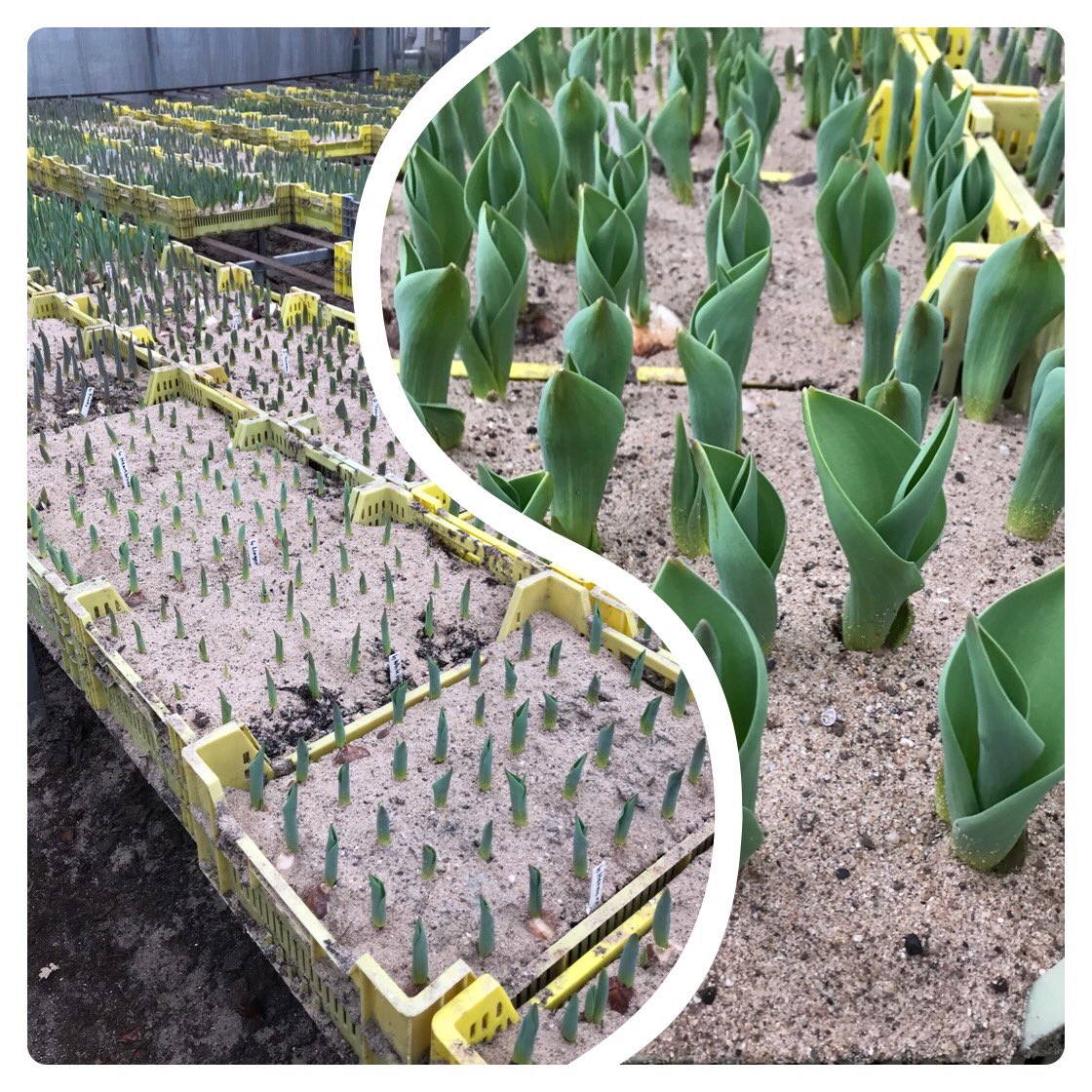 Pietvriend's tweet photo. De tulpen willen wel maar de omstandigheden laten ook dit jaar geen tulpen show toe op de Drieban Flora https://t.co/3dUmCAVX8e