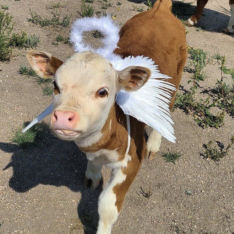 cowsjpg's tweet photo. https://t.co/OFrdb9rvSL