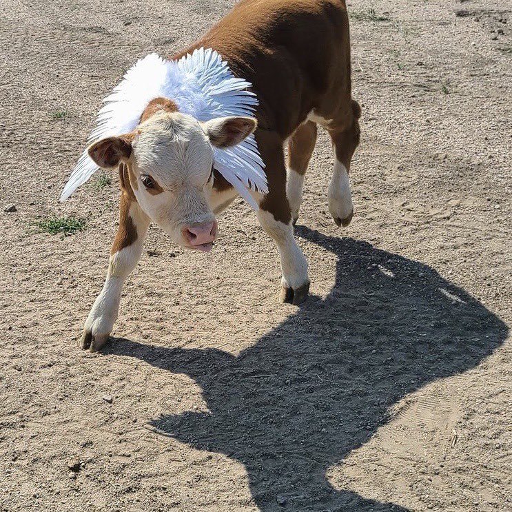 cowsjpg's tweet photo. https://t.co/OFrdb9rvSL