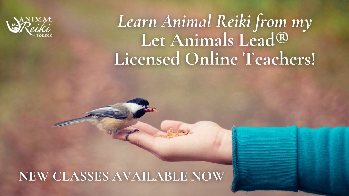 ARS_animalreiki's tweet photo. 🎓 All my current classes are full, and the next sessions aren’t until March, but my group of highly qualified teachers have plenty of classes available to certify you in the #LetAnimalsLead® method of Animal Reiki!
https://t.co/P8Hmb52Ncz #AnimalReiki #ReikiTeacher #ReikiClass https://t.co/vs7Pi1pAeS